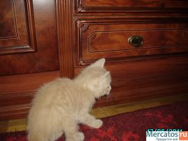 Отдам бесплатно котят в хорошие руки 6