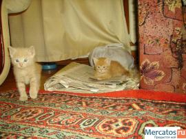 Отдам бесплатно котят в хорошие руки 7