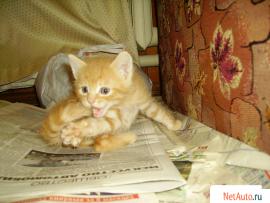 Отдам бесплатно котят в хорошие руки