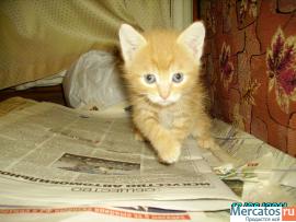 Отдам бесплатно котят в хорошие руки 8