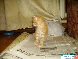 Отдам бесплатно котят в хорошие руки 9
