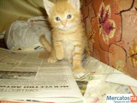 Отдам бесплатно котят в хорошие руки 10