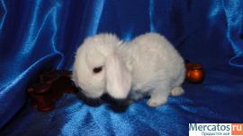 карликовые крольчата