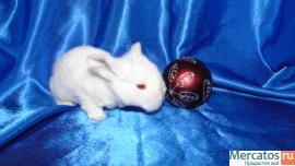 карликовые крольчата 2