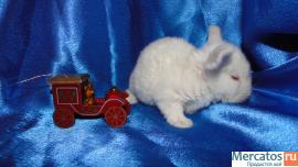 карликовые крольчата 3