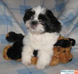 Щи-тцу - девочки