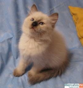 Невские Маскарадные котята