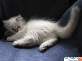 Невские Маскарадные котята 2