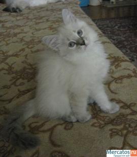 НЕВСКИЕ МАСКАРАДНЫЕ КОТЯТА