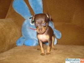 Щенок той терьера.