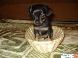 Щенок той терьера.