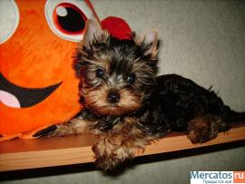 Мини йорики