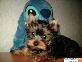 Мини йорики 2