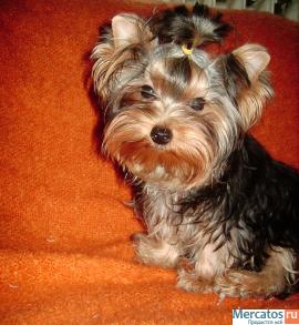 Мини девочка йорик