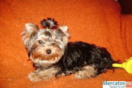 Мини девочка йорик 2