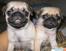 Мопсики клопсики