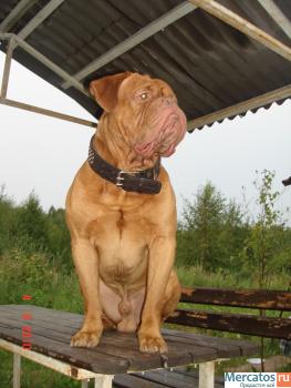 бордоский дог,щенки