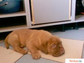 бордоский дог щенки