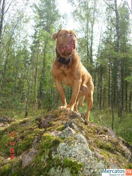 Вязка, Бордоский дог