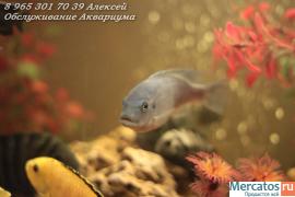 Чистка аквариума 10р за литр 6