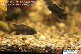 Чистка аквариума 10р за литр 7