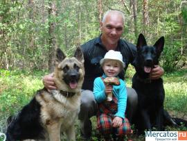 Немецкая овчарка щенки