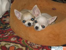 Малычик Чихуашечка!!!