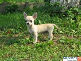 Малычик Чихуашечка!!! 2