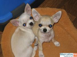 Малычик Чихуашечка!!! 3