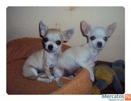 Малычик Чихуашечка!!! 4