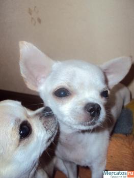 Малычик Чихуашечка!!! 5