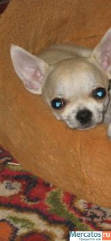 Мальчик ЧИХУАШЕЧКА!!!!!