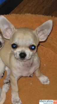 Мальчик ЧИХУАШЕЧКА!!!!! 2