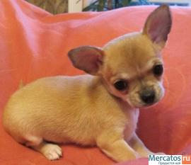 Мальчик ЧИХУАШЕЧКА!!!!! 3