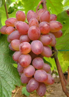Саженцы винограда привитые столовые сорта и гибридные формы