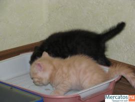 Британские котята. 2