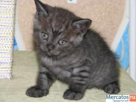 Британские котята. 3