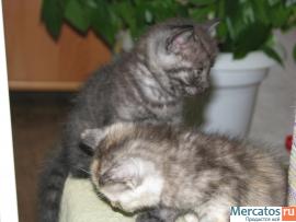 Британские котята. 4