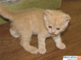 Британские котята. 5