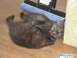 Британские котята. 6