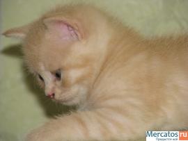 Британские котята.