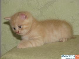 Британские котята. 7