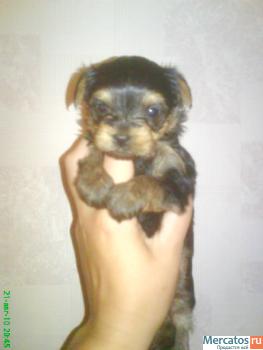 Продаю йорков мини девочки. 2