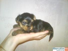 Продаю йорков мини девочки. 4