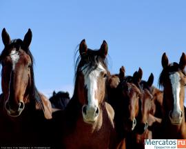 Верховая езда. Конные прогулки.