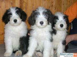 Питомник "Nalle Cute" предлагает щенков бородатой колли