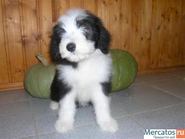 Бородатая колли в питомнике "Nalle Cute"