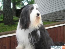 Бородатая колли в питомнике "Nalle Cute" 3