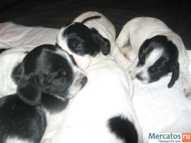 щенки русского охотн. саниеля