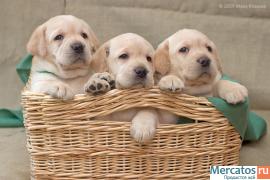 Перспективные щенки лабрадора!